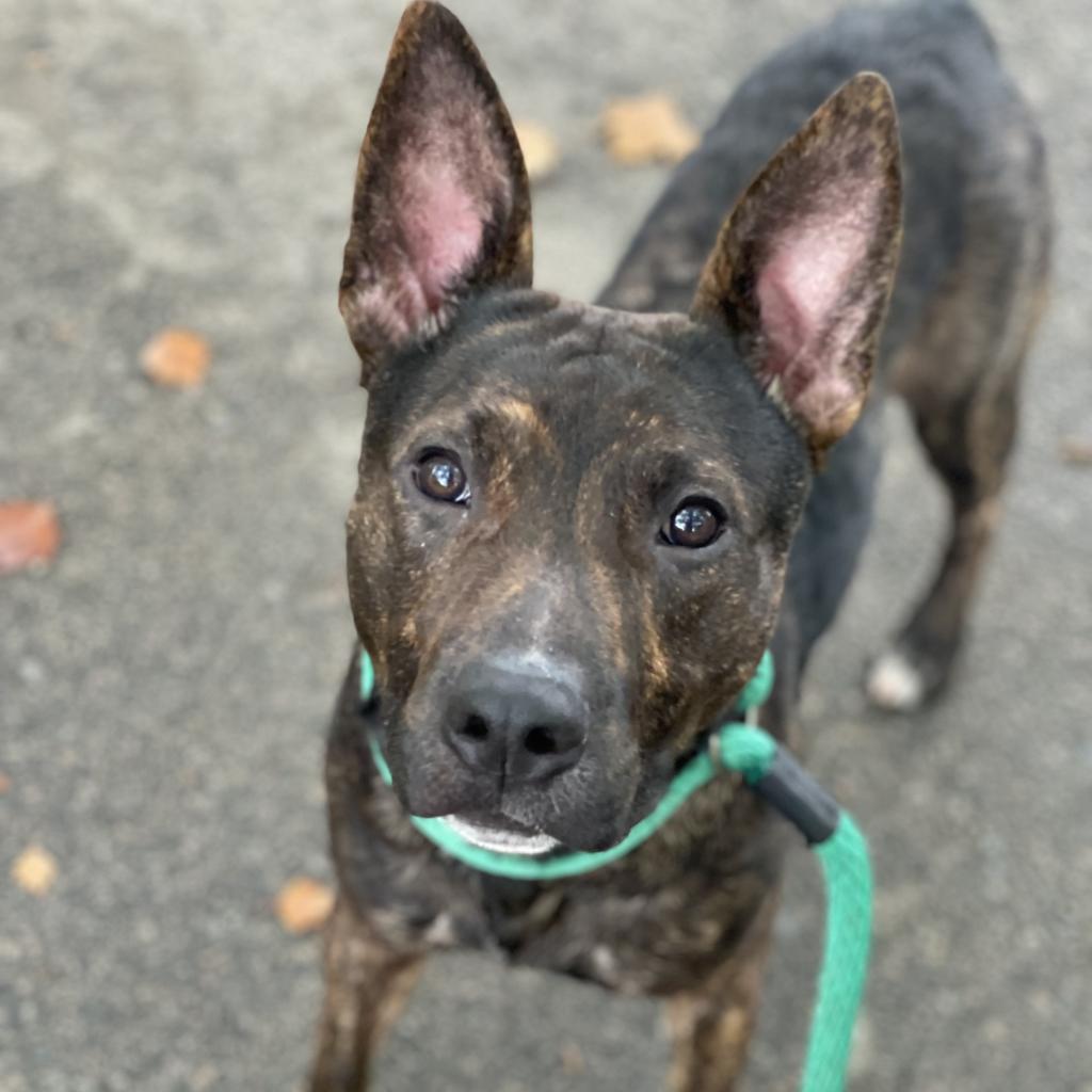 Main Photo of this Dog