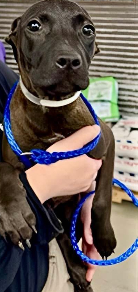 Main Photo of this Dog