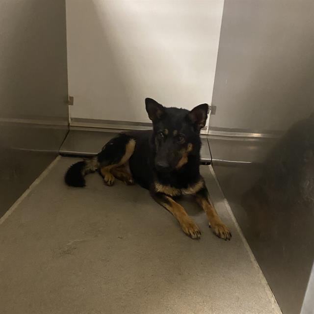 DogInDanger of Being Killed