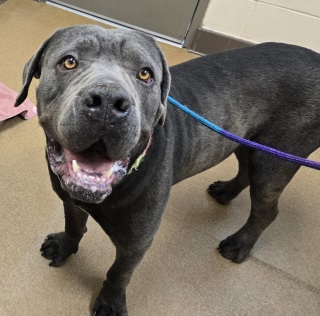 Main Photo of this Dog