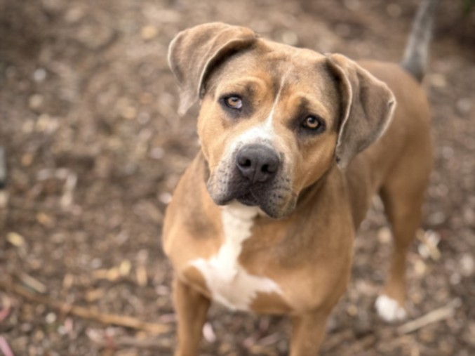 Rosie, a Pit Bull Terrier, available for adoption