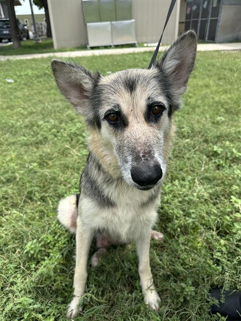 Dog facing death - saved by DogsInDanger.com
