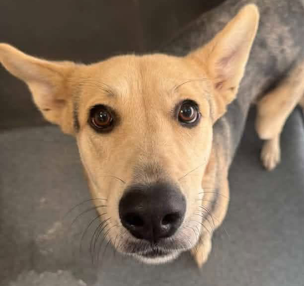 Coyote, a Shepherd, available for adoption