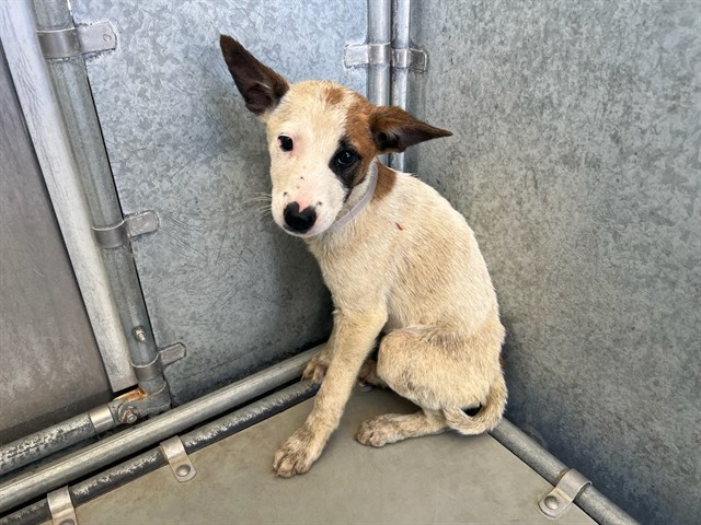 Aurora, a German Shepherd, available for adoption
