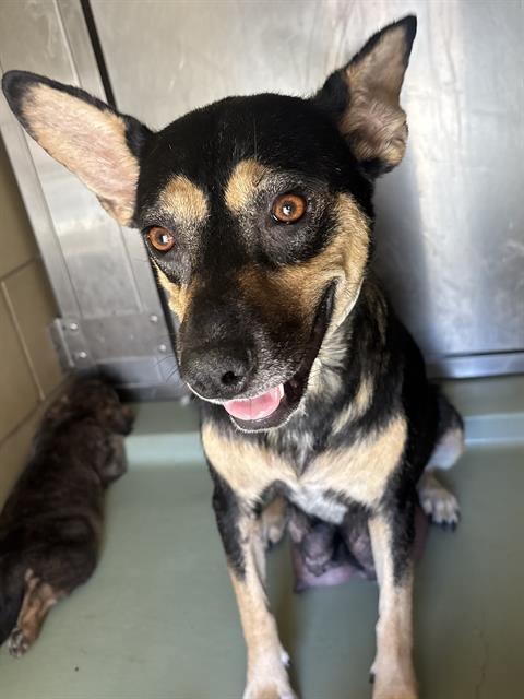 Fiona And Puppy, a Shepherd (mix breed), available for adoption