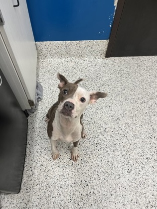 Pika, a Terrier, available for adoption