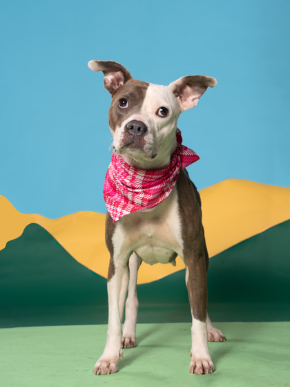 Pika, a Terrier, available for adoption