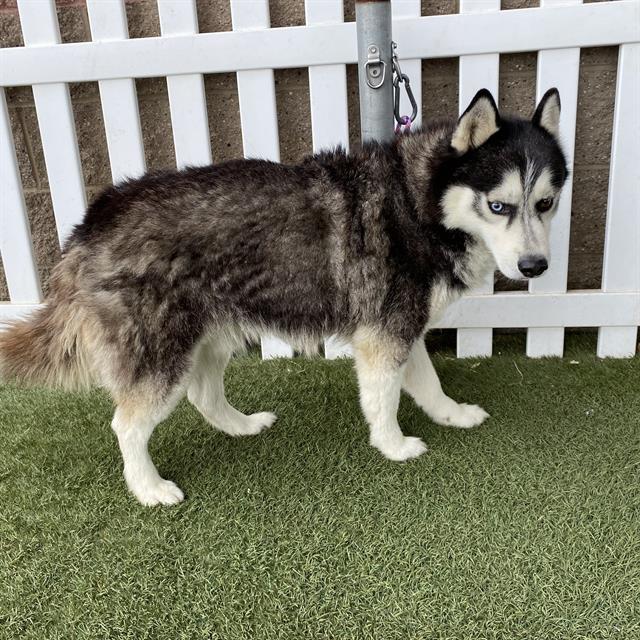 Blue, a Siberian Husky, available for adoption