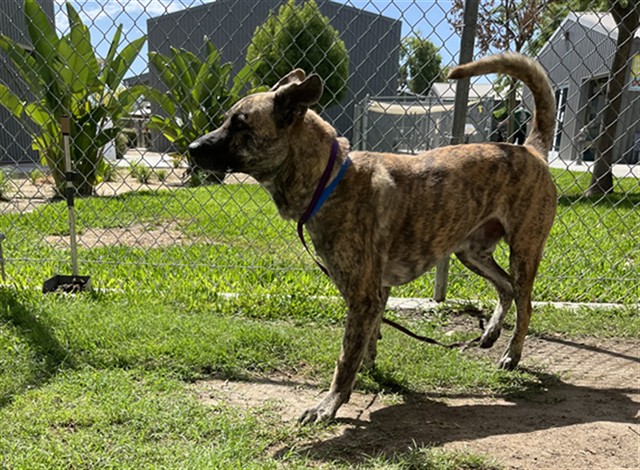 Jeff, a Dutch Shepherd (mix breed), available for adoption