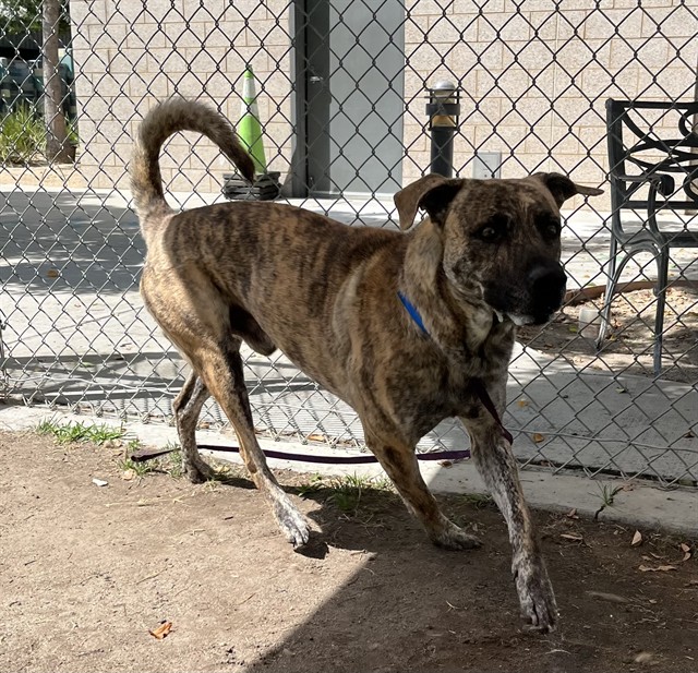 Jeff, a Dutch Shepherd (mix breed), available for adoption