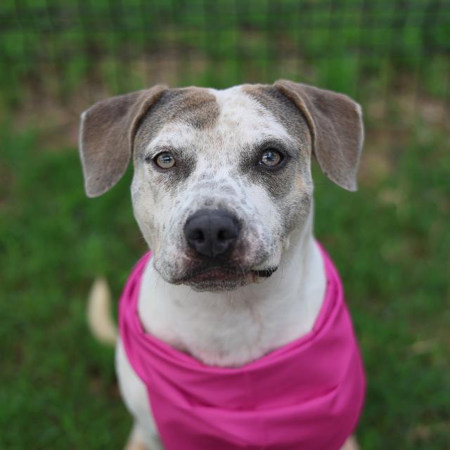 Rosita, a American Staffordshire Terrier (mix breed), available for adoption