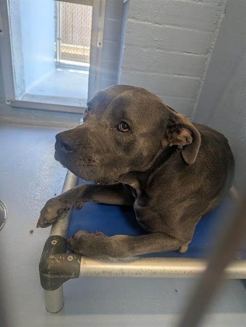 Nesquick, a Pit Bull Terrier, available for adoption