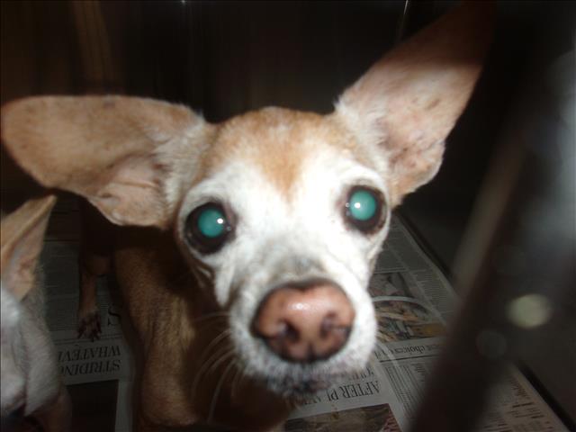 Ms Henry, a Chihuahua, available for adoption