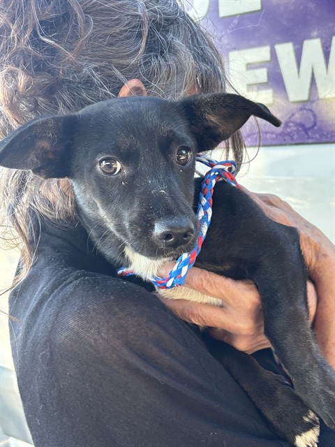 Pico, a Chihuahua, available for adoption