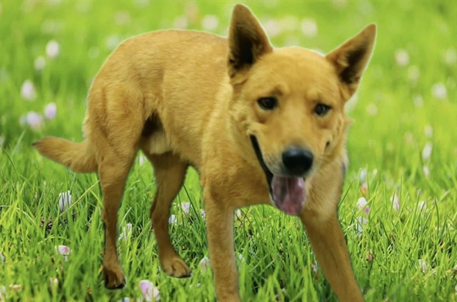 Beavis, a German Shepherd, available for adoption