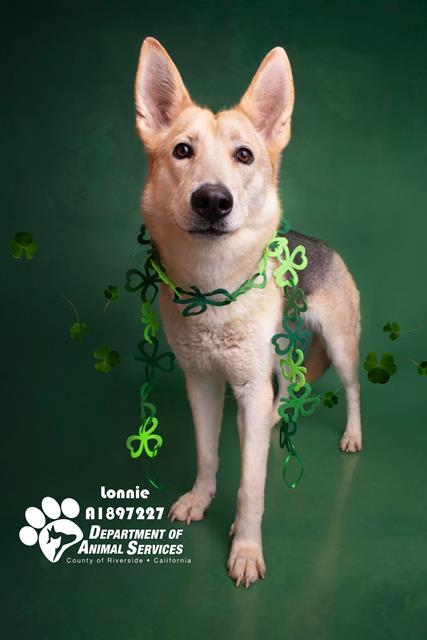 Lonnie, a German Shepherd, available for adoption