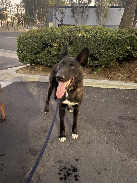 July, a Dutch Shepherd, available for adoption