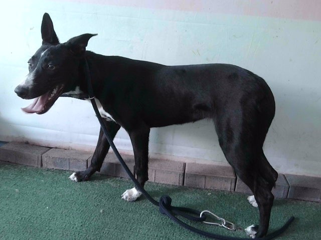 June, a Australian Kelpie, available for adoption