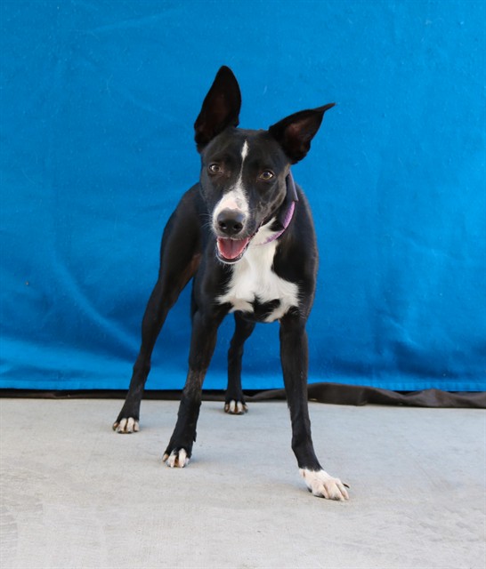Adoptable pet photo