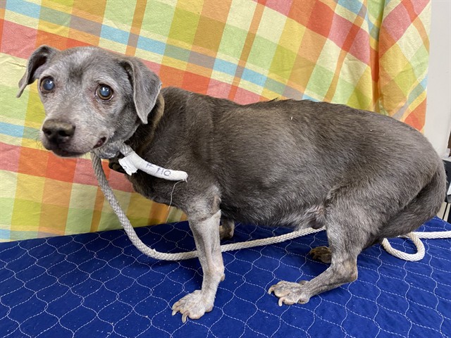 Charlie, a Dachshund, available for adoption