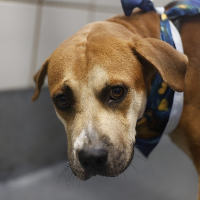 June, a American Staffordshire Terrier (mix breed), available for adoption