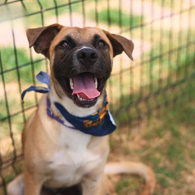 Adonis, a Black Mouth Cur, available for adoption