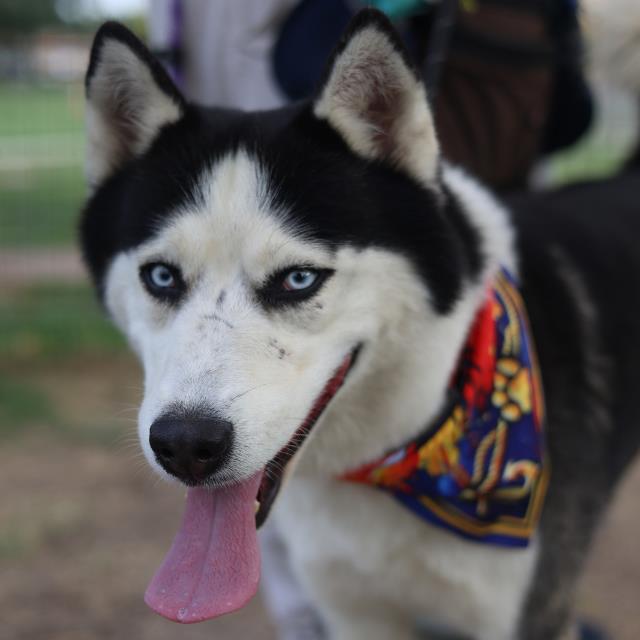 Tommy, a Siberian Husky (mix breed), available for adoption