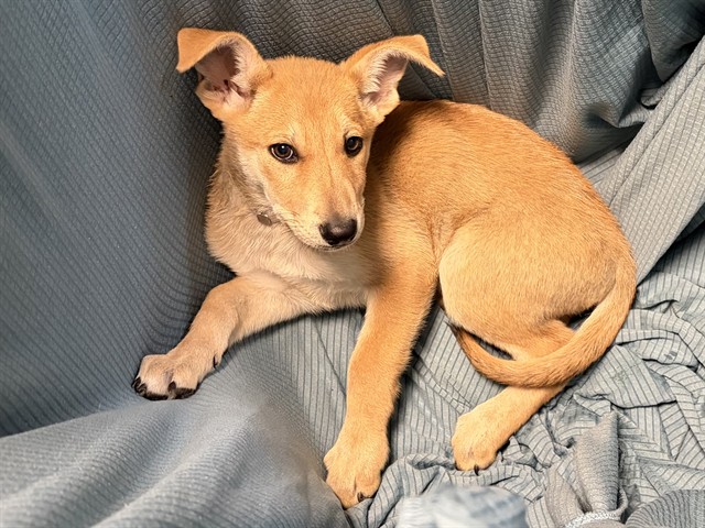 Sara Bellum, a German Shepherd, available for adoption