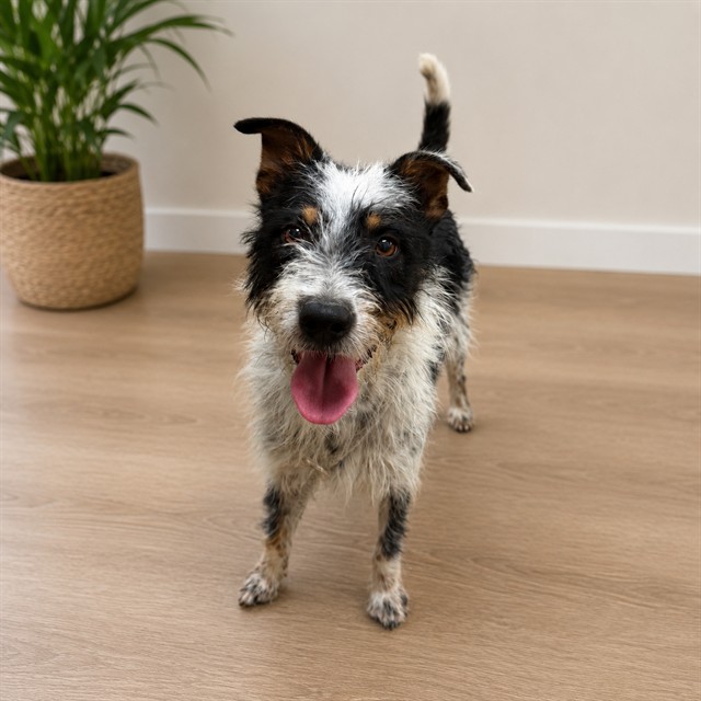 A5793785, a Terrier, available for adoption
