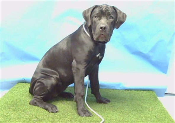 Marshall, a Cane Corso Mastiff, available for adoption