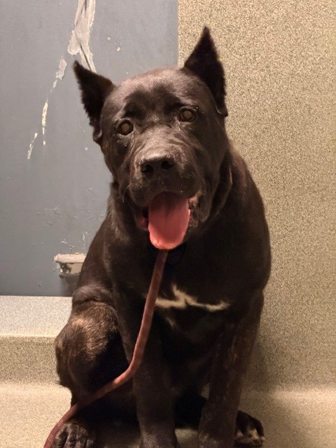 Adoptable pet photo