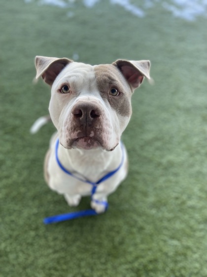 Adoptable pet photo