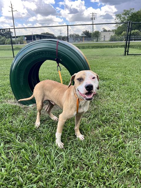 Adoptable pet photo