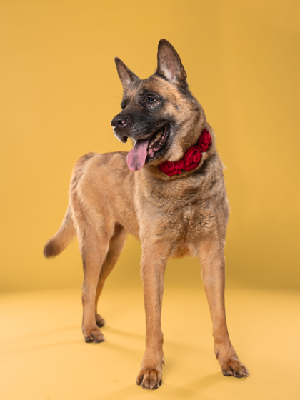 Adoptable pet photo