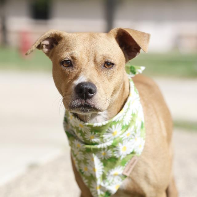 Adoptable pet photo