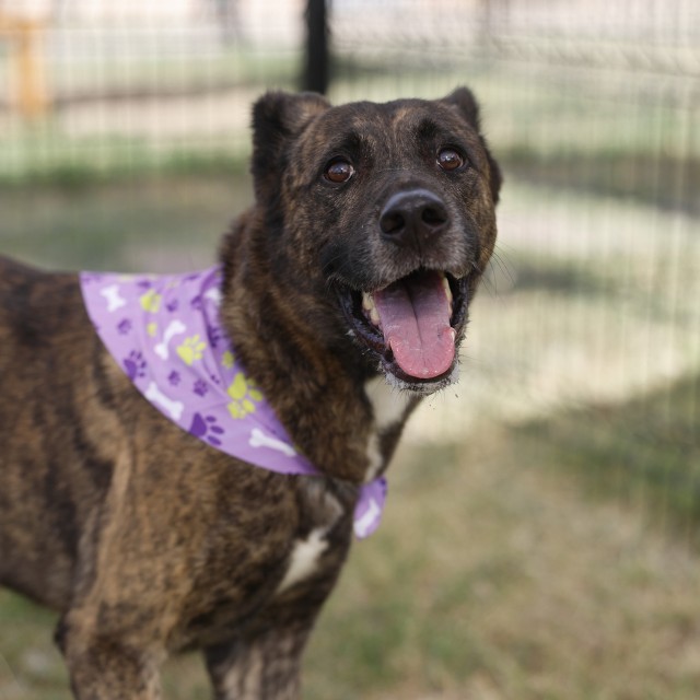 Adoptable pet photo