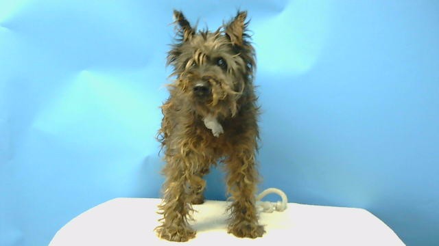 Terrier available for adoption