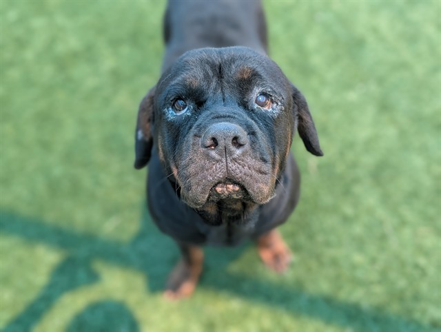 Lily, a Rottweiler, available for adoption