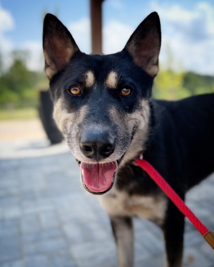 Bateman, a Shepherd (mix breed), available for adoption
