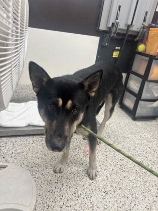 Bateman, a Shepherd (mix breed), available for adoption