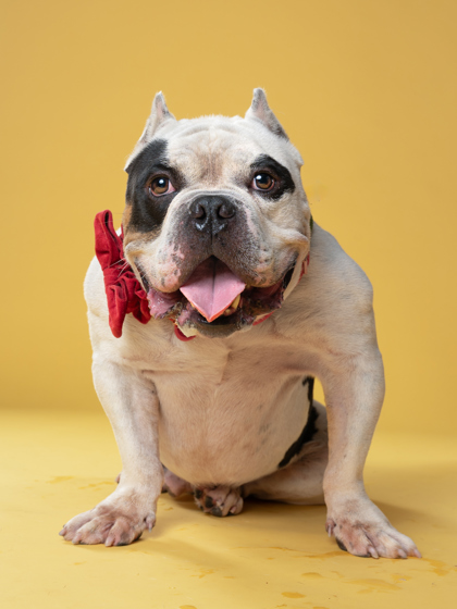 Kaito, a American Bulldog, available for adoption