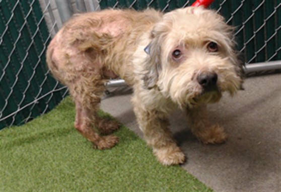 Coco, a Poodle, available for adoption
