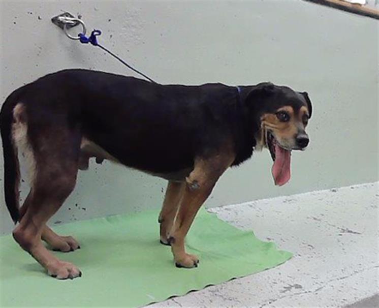 Other Photos of thie Dog