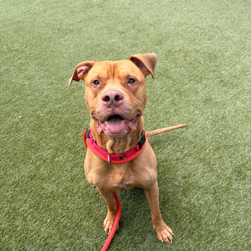 Torres, a Pit Bull Terrier, available for adoption