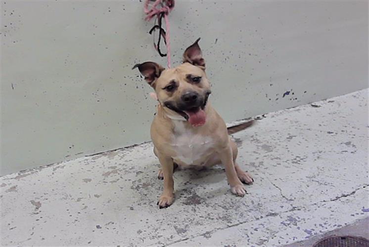 Bella, a Staffordshire Bull Terrier (mix breed), available for adoption
