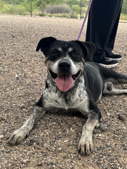 Anubis, a American Staffordshire Terrier, available for adoption