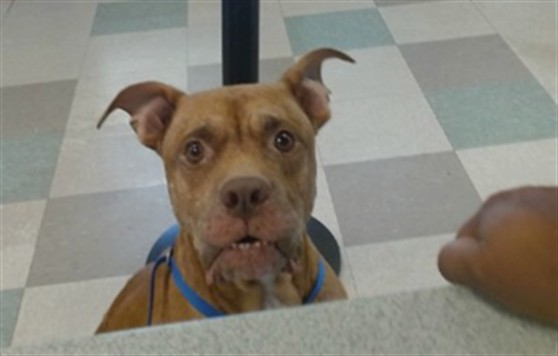 A480017, a Pit Bull Terrier, available for adoption