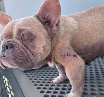 A597417, a French Bulldog, available for adoption