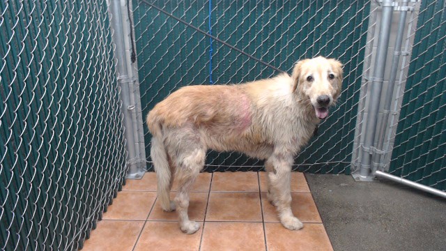 Ozil, a Golden Retriever, available for adoption