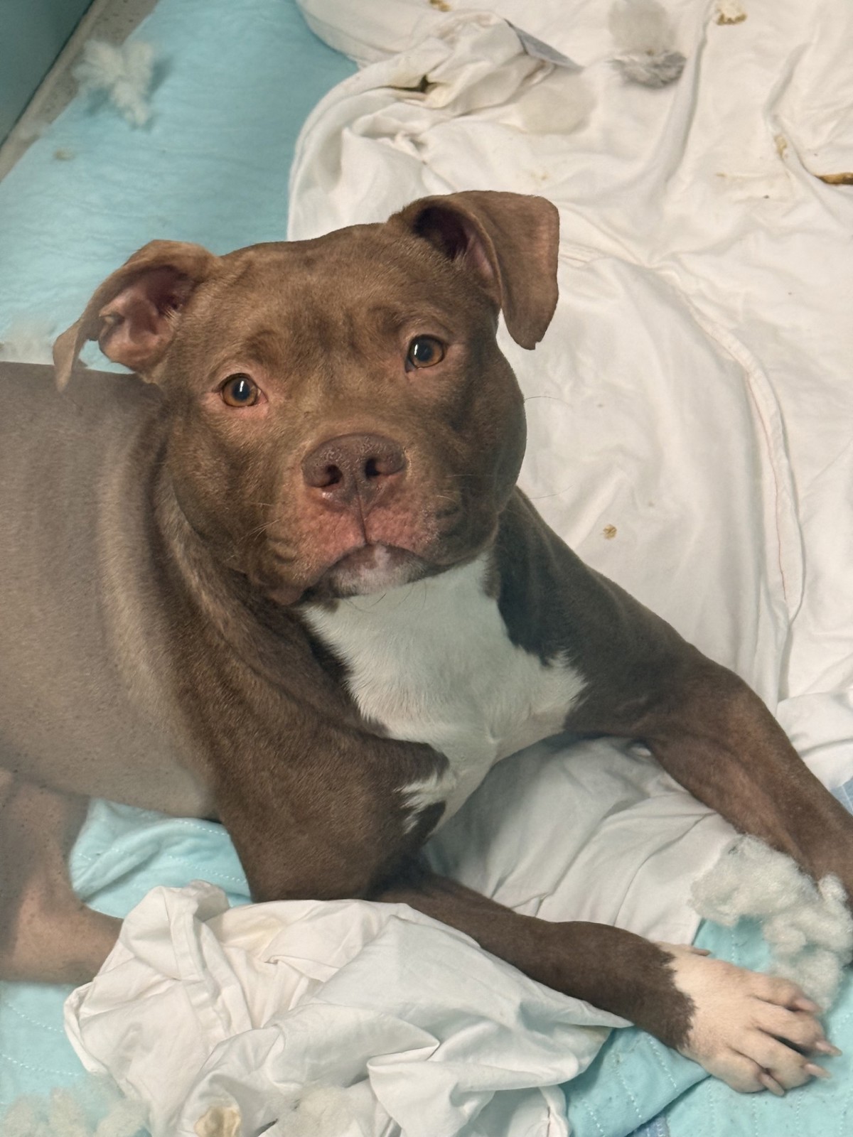Laffy Taffy, a Pit Bull Terrier, available for adoption
